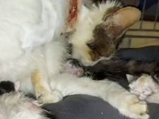Ernstig mishandelde poes die met tiewrap om nek van straat werd gered, is bevallen van drie kittens