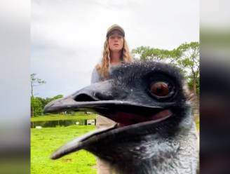 "Emmanuel, doe het niet!": boerin gaat viraal door haar camerahatende emoe