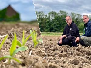 Boerenoorlog in Maasmechelen? Bijna drie hectare aan pas gezaaide maisvelden compleet verwoest: “Met een tractor is hele gebied omgewoeld”