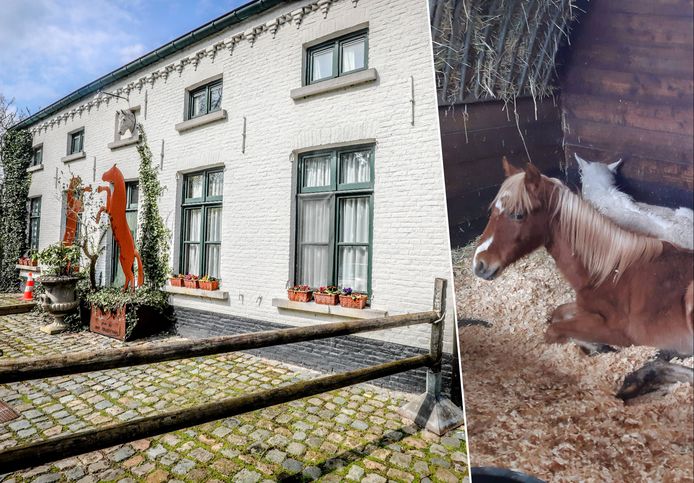 Overblijvend Fascinerend verachten KIJK. Stal Tillegem, indrukwekkend domein van 16 hectare, staat te koop:  “Jarenlang 'place to be' voor vooraanstaande paardenliefhebbers” | Brugge |  hln.be