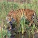 'Ruim 1400 tijgers illegaal gestroopt in 12 jaar'