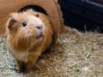 Meer dan 200 konijnen en cavia's in beslag genomen in Namen