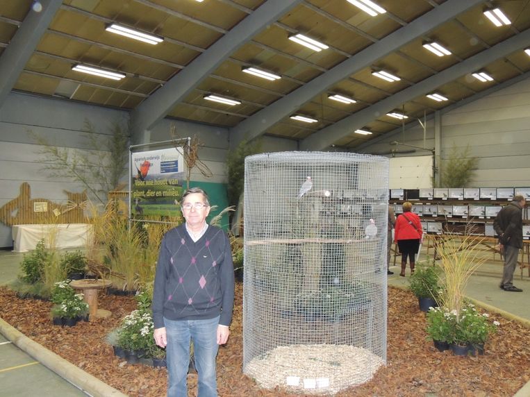 Toch Vogelexpo Ondanks Ophokplicht Poperinge In De Buurt Hln