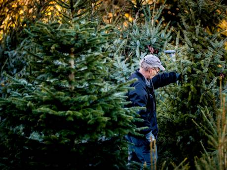 Vraag naar boomlange kerstbomen groter dan ooit