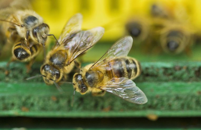 Steeds meer mensen en ook 'groene' bedrijven willen graag een bijenkast houden. Goed nieuws voor de bijen zelf is dat echter niet meteen.  Beeld ANP XTRA