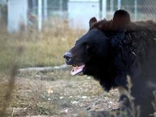 Natuurhulpcentrum in Oudsbergen redt beer uit Oekraïnse dierentuin: “Andere beren werden opgegeten door Russische soldaten”