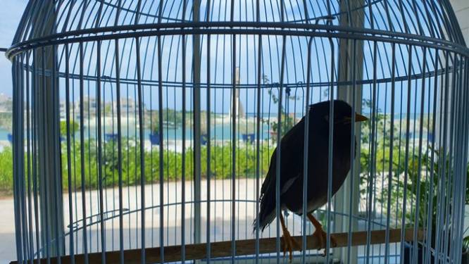 Franse ambassadeur redt de vogel van Afghaans meisje en deelt ontroerend verhaal