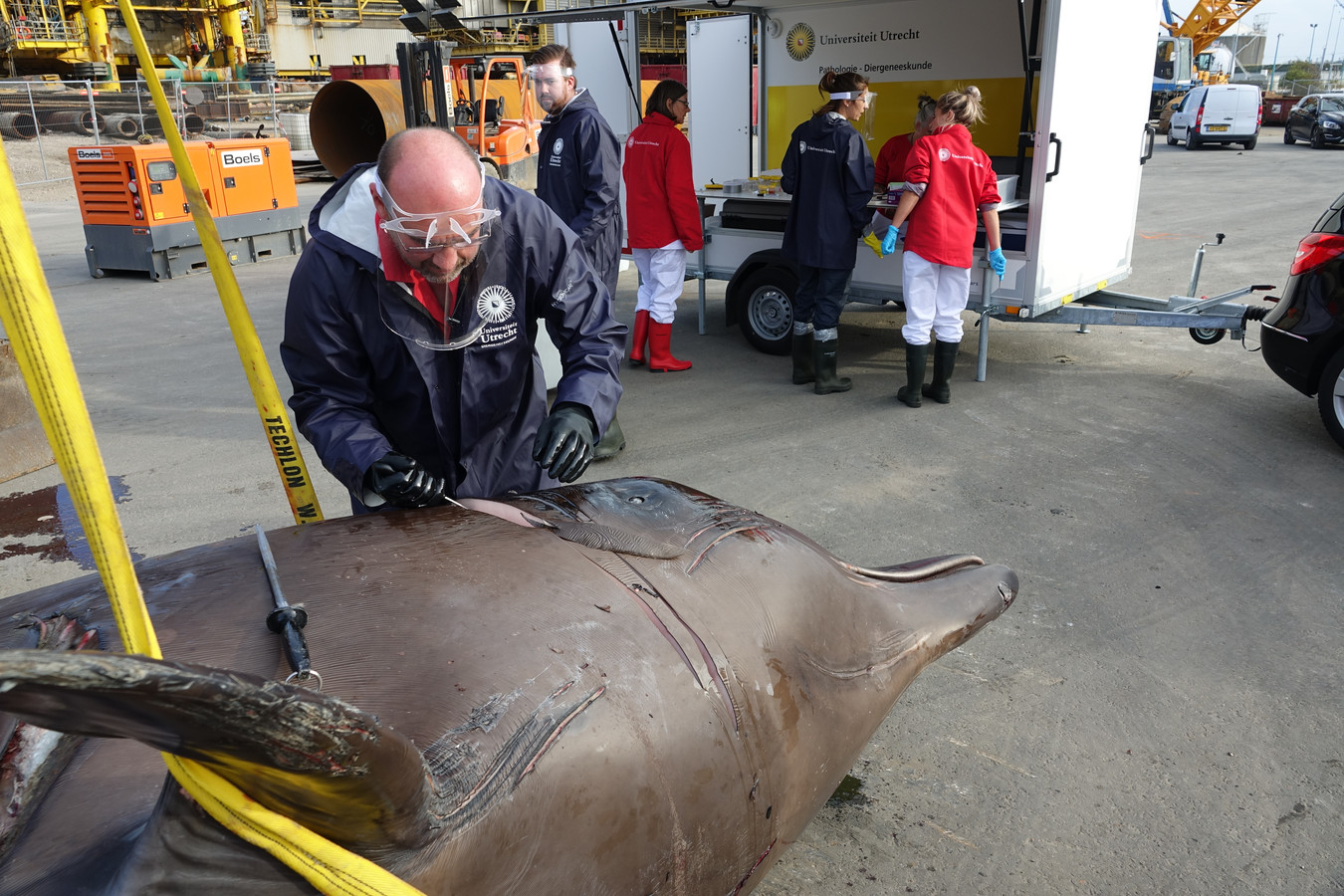 De eerste aangespoelde butskop. Dit bleek een vrouwtje te zijn, naar schatting woog ze 6000 kilo.