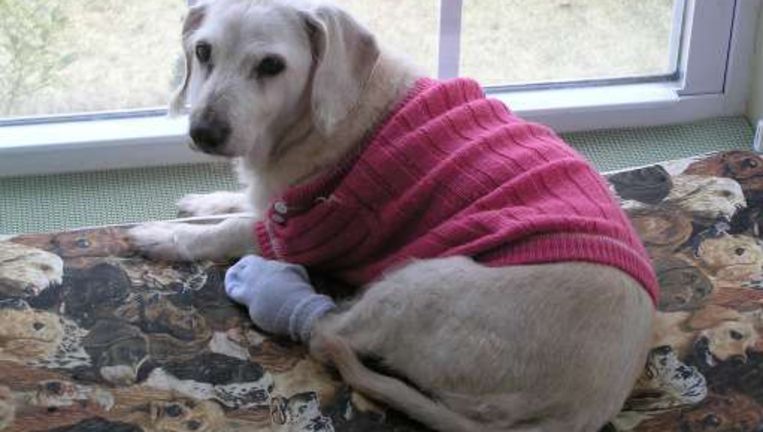 Oudste Hond Ter Wereld 147 Overleden De Morgen