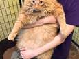 Kat van bijna 16 kilo moet op dieet nadat dement baasje hem maar bleef eten geven
