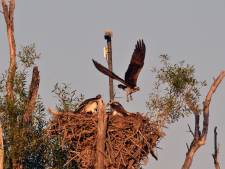 Eindelijk! Na dagen rondjes vliegen landt de visarend op zijn nest in de Biesbosch