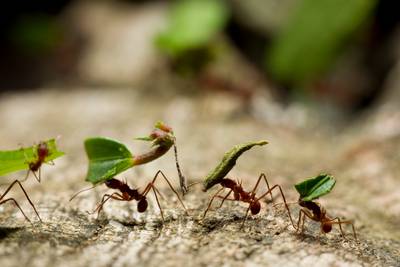Onderzoekers schatten dat er 2,5 miljoen mieren zijn voor elke mens op aarde