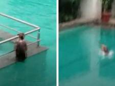 Des singes profitent d’une piscine pendant le confinement