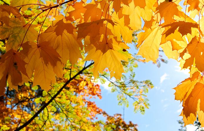 Esdoorn bladeren in de herfst, foto ter illustratie.