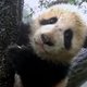 Leef u in in de wondere wereld van de reuzenpanda, en dat in 360°!