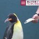 Japanse pinguïns halen hun neus op voor goedkope makreel