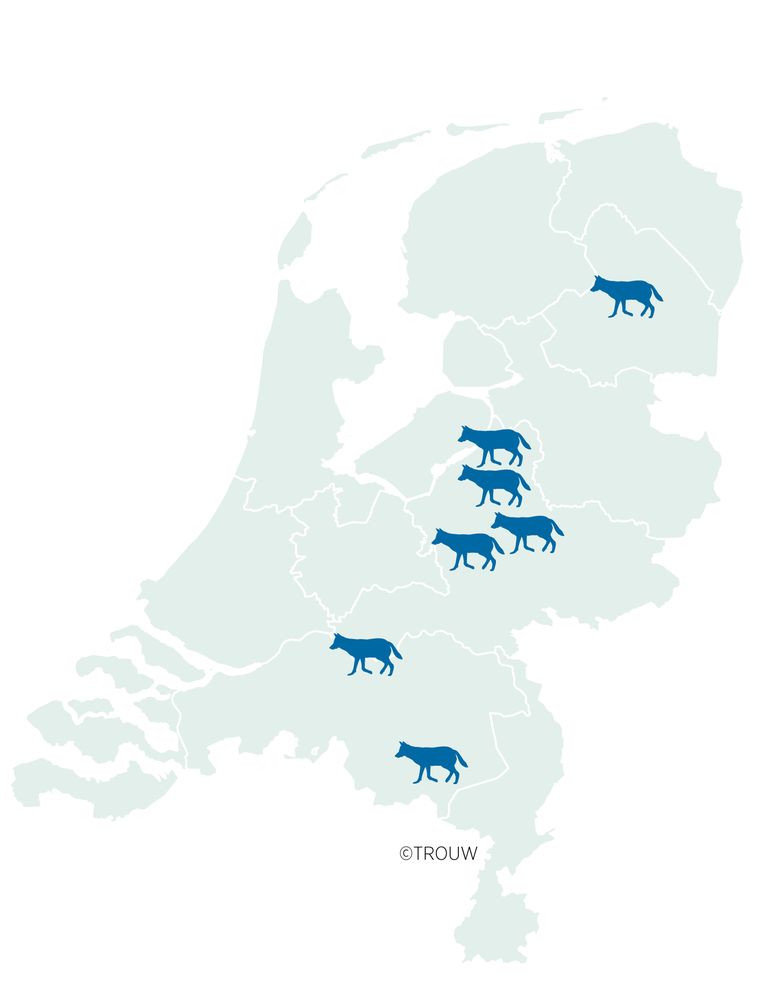 Ruim 400 wolven in Nederland? Dat zou zomaar kunnen Trouw