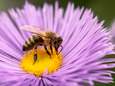 Eén miljoen Europeanen gezocht om bijen te redden: hier kan je tekenen
