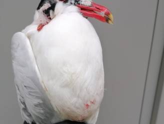Animal Rescue haalt zwartkop meeuw op in Leuven centrum