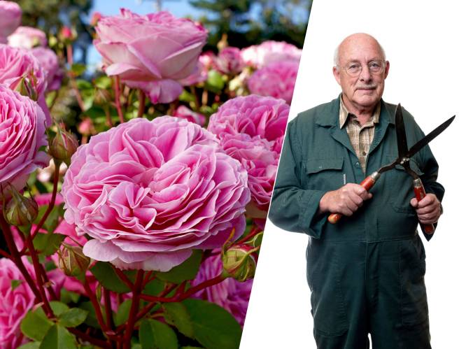 Eerste hulp bij rozen snoeien: houd rekening met het naar buiten gerichte oog