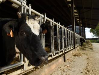 Boerenbond werkt aan 'dierenwelzijnscan': "Nee, het is niet naar aanleiding van de perikelen in het slachthuis van Izegem"