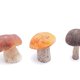Witte bonen met paddestoelen