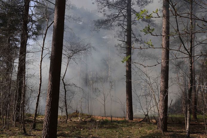 In het bos aan de Vijverlaan in Waalwijk is maandagmiddag brand uitgebroken.