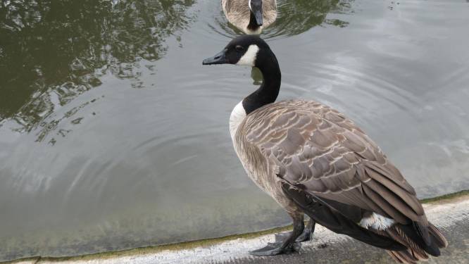 Natuurpunt laat 300 ganzen vergassen: "We doen dit niet van harte"