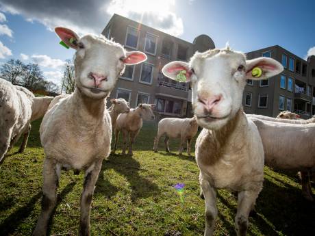 Schapen als grasmaaiers: gaat Zutphen ermee door? ‘Mensen vonden het fantastisch’