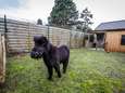 VIDEO. Eerste blindengeleidepaardje van Europa krijgt eigen huisje én Instagramaccount: “Dinky voelt zich al helemaal thuis”