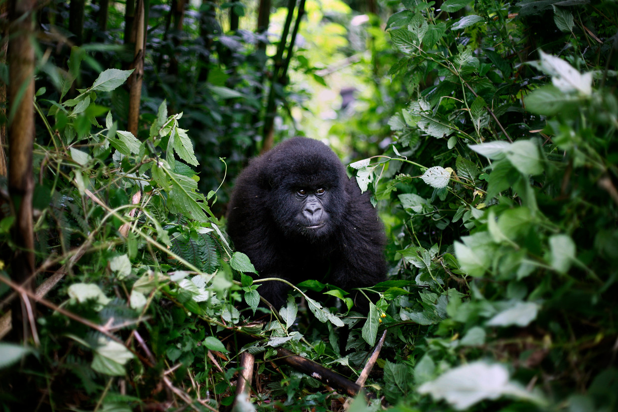 Jonge berggorilla in het Congolese deel van het Nationaal Park Virunga. 