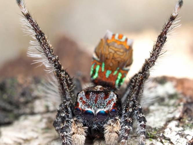 Reeks superschattige spinnetjes ontdekt in Australië