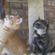 Lief: kitten valt al spelend in slaap