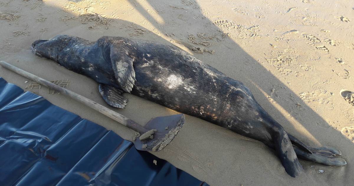 Il numero di foche morte sulla costa belga nel 2021 è stato spazzato via due volte |  gli animali