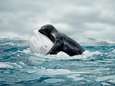 Arctische walvissen passen dieet aan door klimaatverandering, bij zeehonden lukt dat niet