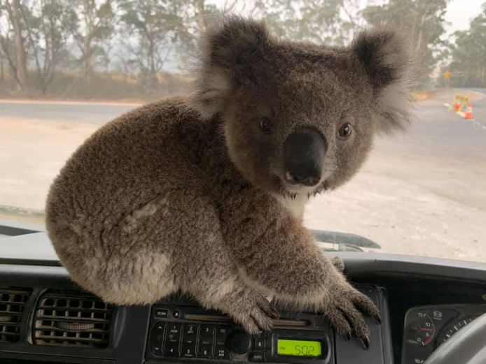Een koala zocht beschutting bij truckchauffeur Damian Campbell-Davys.