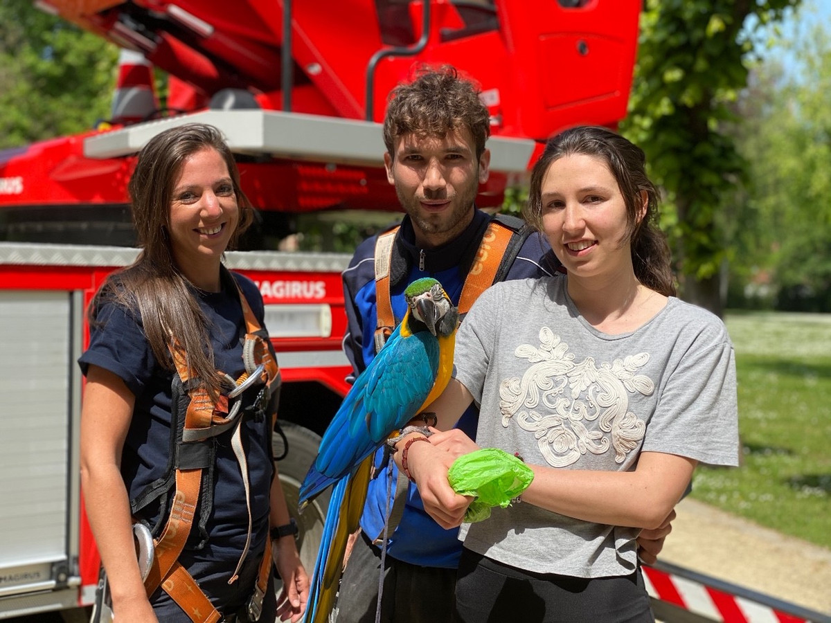 Onderzoek Toevlucht eiwit Man klimt in boom om papegaai van vriendin te halen, brandweer moet hen  uiteindelijk allebei komen redden | Foto | pzc.nl