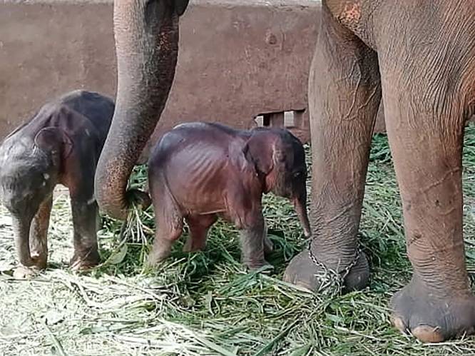 Zeldzaam geluk: getemde olifant zet in Sri Lanka tweeling op de wereld
