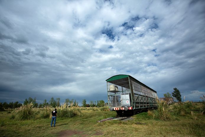 De treinwagon waar de vier tijgers op 75 vierkante meter leefden.