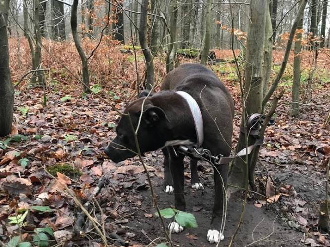 Twee ruiters vinden vastgebonden hond in bos: De Zorghoeve vangt viervoeter op, maar krijgt kritiek