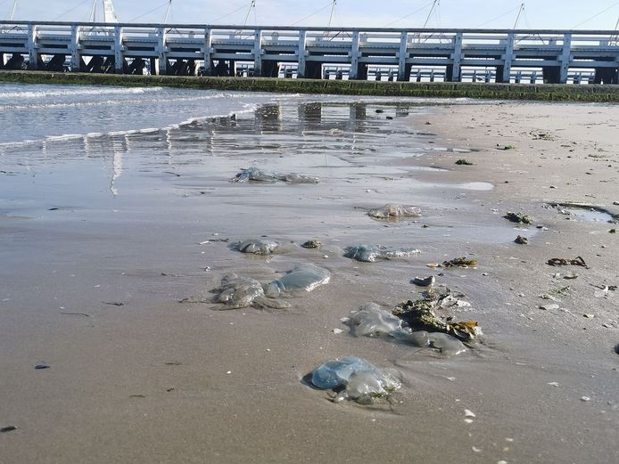 Aangespoelde zeepaddenstoelen op het strand in Nieuwpoort.