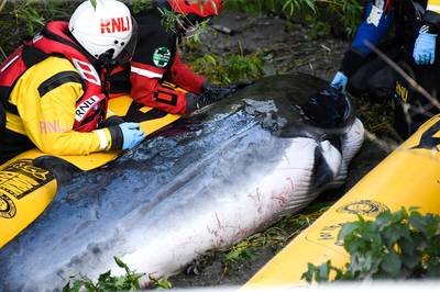 La petite baleine échouée dans la Tamise a été euthanasiée