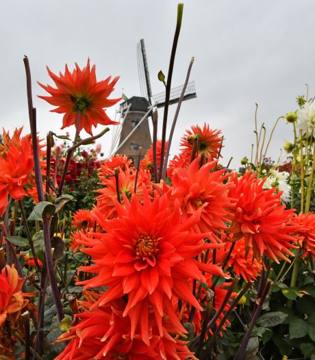 Ondanks de droogte staan de dahlia’s er tiptop uit voor het Zundertse corso