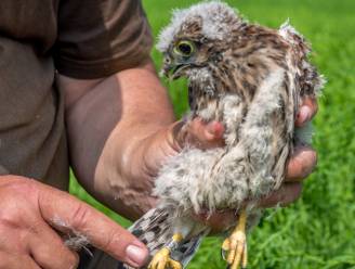 Dit jaar 34 torenvalkjes geboren op hoogspanningslijn Tienen-Sint-Truiden