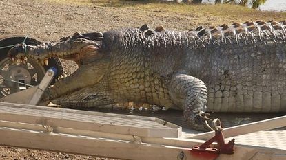 80-jarige krokodil van 5 meter gevonden in Australië, maar onbekenden hebben haar doodgeschoten