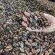 Cacaoprijs torenhoog wegens onrust in Ivoorkust