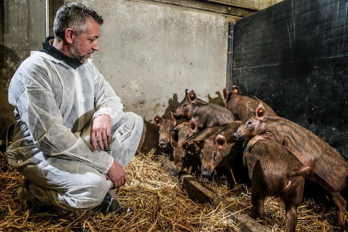 Kweker Ruben Brabant bij de menapische varkentjes, die sinds 2017 in Pittem te vinden zijn