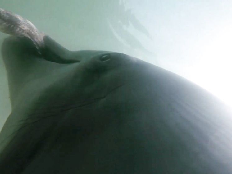 Camera op rug van dolfijn geeft uniek inkijkje in de zee