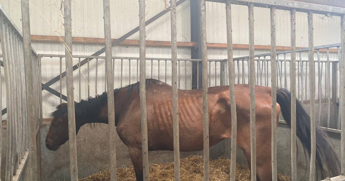 recept Rationalisatie Economie Grootschalige fraude met paarden en exotische diersoorten bij manege in  Arendonk: zaakvoerder gearresteerd | Buitenland | bndestem.nl