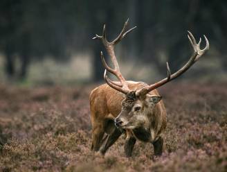 Pas op! De kans dat er een hert op je motorkap eindigt, is dit weekend een stuk groter